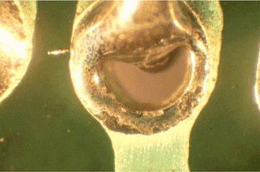 Figure 1: The lead-to-hole ratio here was excessive Figure 1: The lead-to-hole ratio here was excessive